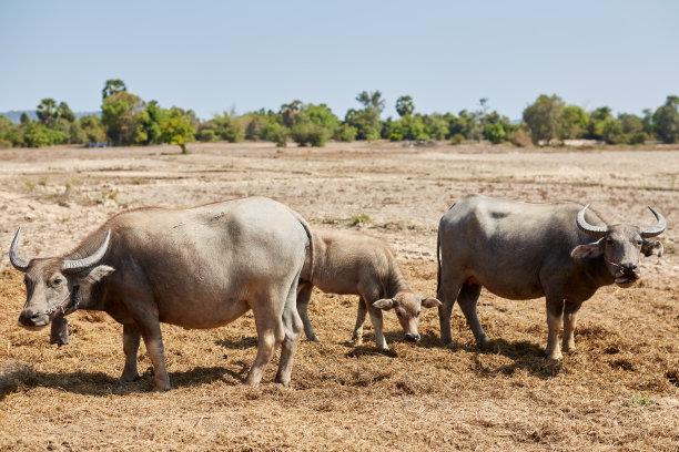 柬埔寨暹粒吴哥窟寺庙建筑群的各种照片图片下载