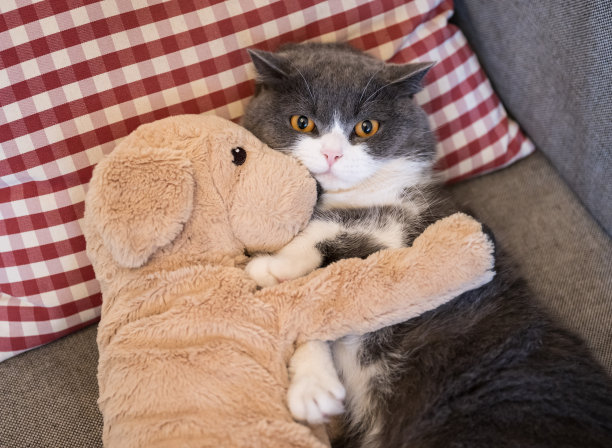 英国短毛猫抱着小狗布娃娃图片下载