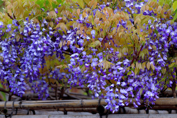 日本紫藤花素材图片