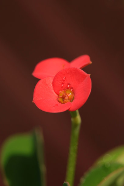 荆棘的冠冕图片下载