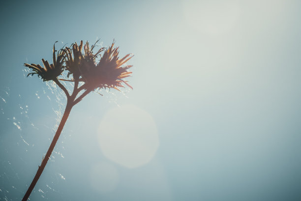 阳光下干燥蓟的详细特写照片。复古的颜色，镜头光晕，拷贝空间。暑假，孤独，孤独，自然背景概念图片下载