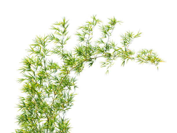 竹叶孤立在白色背景上。剪切路径图片下载