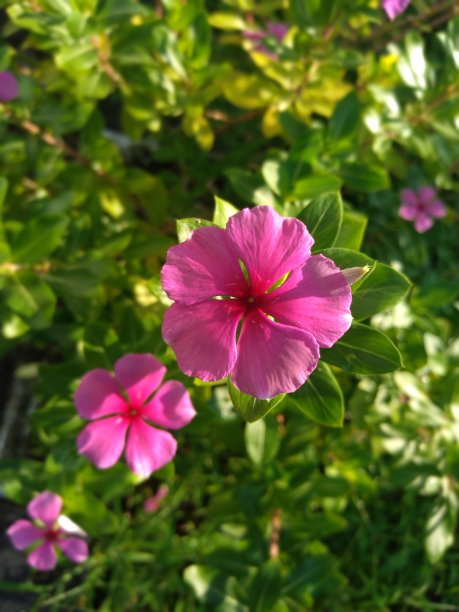 花棕榈图片下载