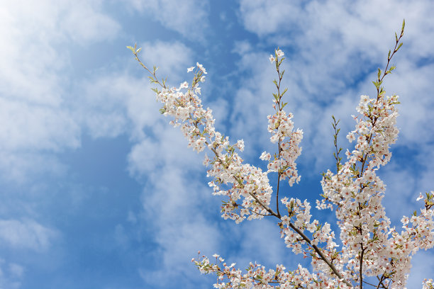 樱花在蔚蓝的天空绽放图片下载