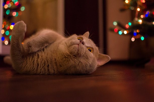 一只淡紫色的英国猫躺在黑暗的地板上。图片下载