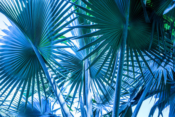 热带棕榈叶和阴影，抽象的自然绿色背景图片下载