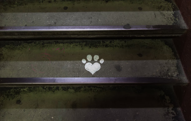 宠物动物的足迹图片下载