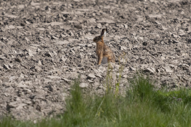 一只欧洲棕色野兔，Lepus europaeus，在耕过的土地上，坐在那里观看图片下载