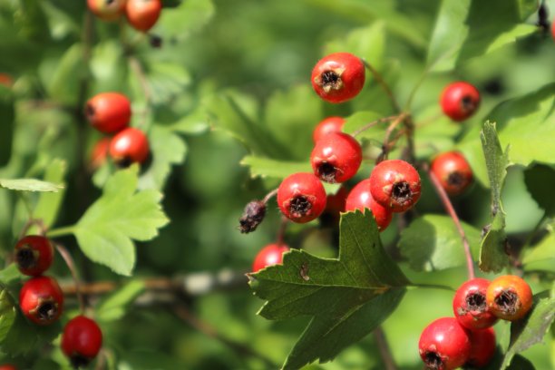 红山楂浆果，绿叶自然特写图片下载