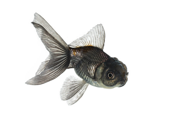 白色背景上孤立的冷水鱼图片下载