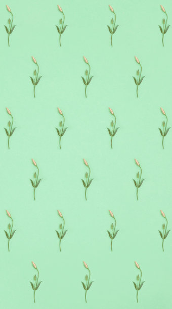 在薄荷的背景上有粉红色的口气孔花蕾的对角线图案图片下载