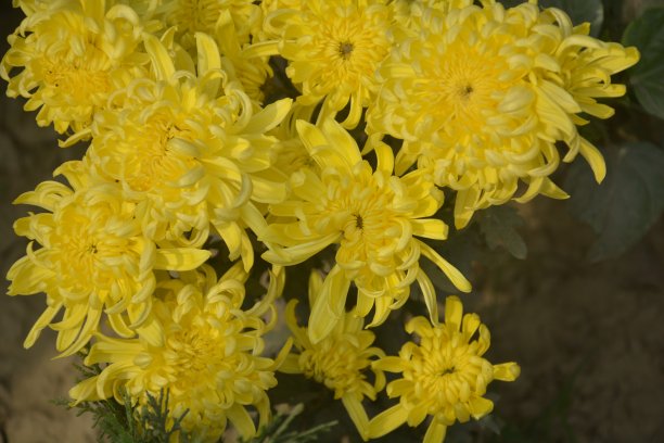 特写美丽的黄色chandramallika，学名菊花，菊花，菊科生长在开放的花园，选择性聚焦图片下载