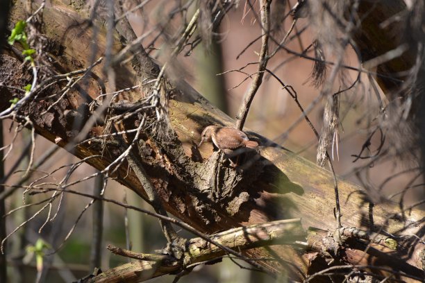 冬天鹪鹩鸟图片下载