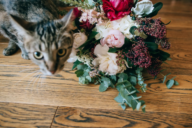 有趣的猫和美丽的婚礼花束在木头背景上图片下载