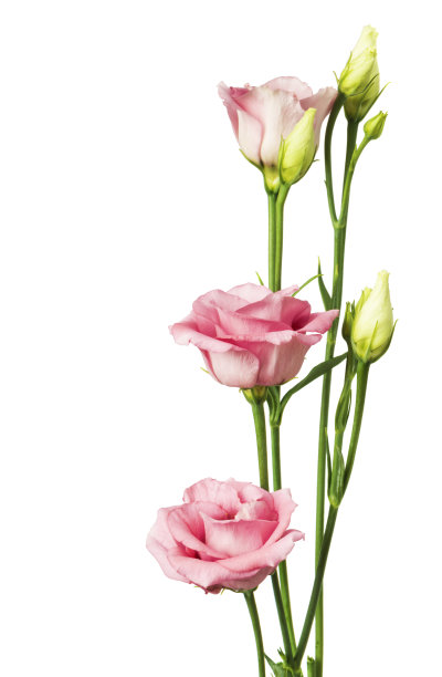 美丽的口气孔花孤立在白色图片下载