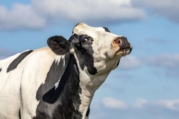 成熟的肥牛仰着头哞哞叫，一只眼睛向后看，黑白一片，蓝天一片素材图片