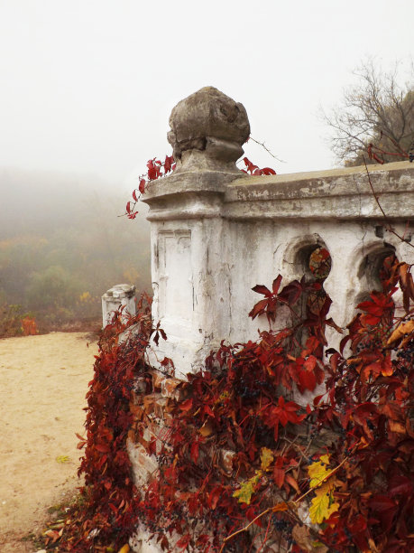 秋天，红葡萄的叶子落在老白的墙上图片下载