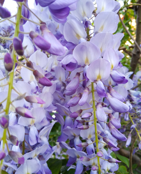 紫藤散发着春天的花香素材图片