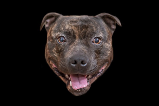 在一个黑色孤立的背景，一个斯塔福德郡斗牛梗狗的头图片下载