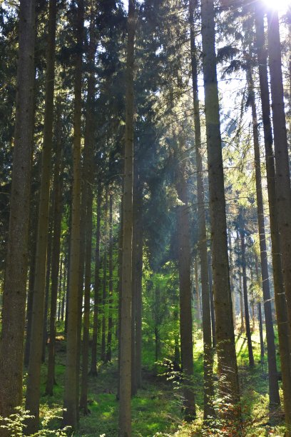 阳光在树林的树干之间图片下载