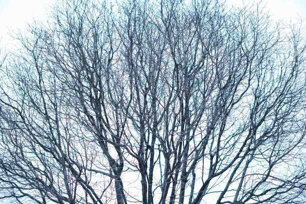 落叶树图片下载