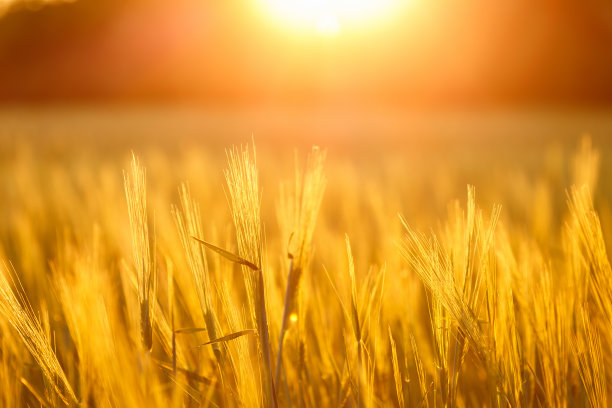 在美丽的夕阳下，大片的麦田里有许多绿色的年轻小麦图片下载