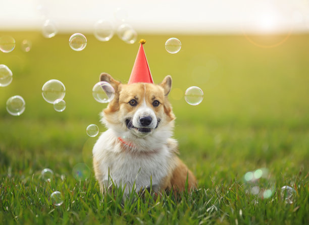 一张可爱的柯基狗狗的肖像，戴着节日帽，坐在绿色的草地上，周围是飞舞的肥皂泡，看起来很有趣图片下载