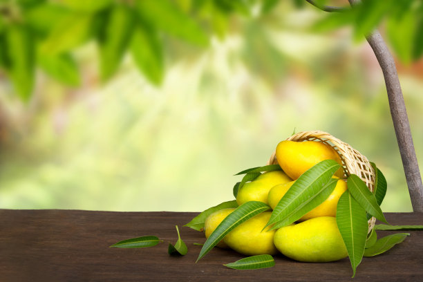 芒果在篮子和树在农场背景图片下载