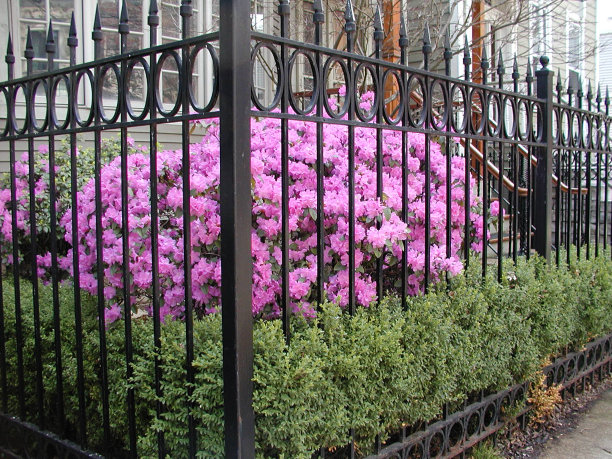 酒吧后的鲜花:COVID-19主题图片下载