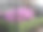 酒吧后的鲜花:COVID-19主题图片下载