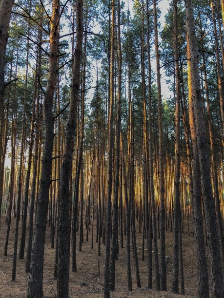 森林图片下载