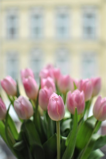 一束玫瑰郁金香图片下载