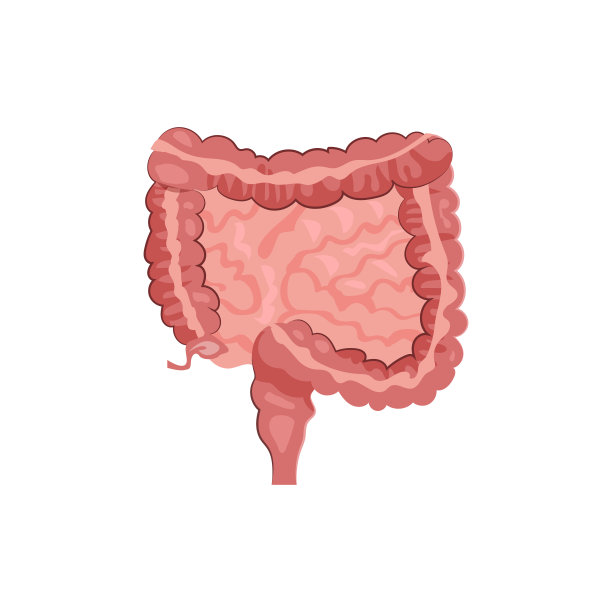人类肠道插图图片下载