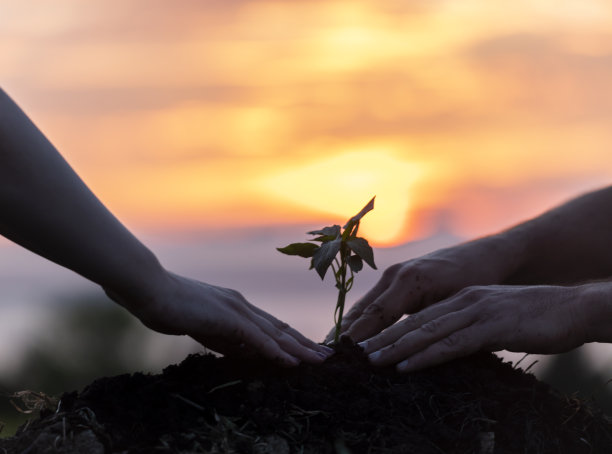 农民在有机花园里种苗图片下载