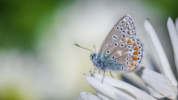 “卡拉斯150”大丽花上的蓝色海鳗。图片下载