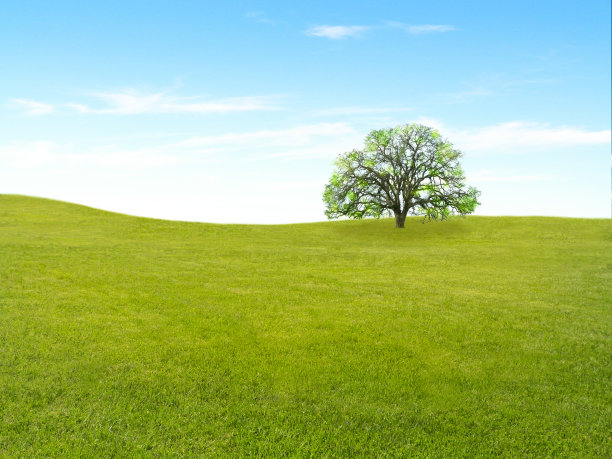 美丽宁静的风景，草木和蓝天在阳光下图片下载