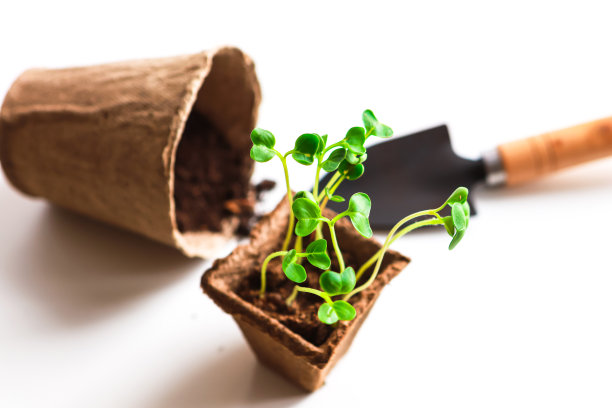 绿色新鲜的新植物在可生物降解的盆和铲子在白色的背景。幼苗图片下载