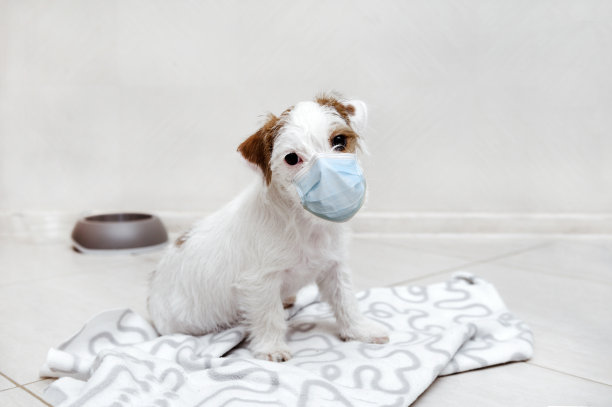 1只可爱的杰克罗素布罗肯犬白棕相间的皮毛坐在地板上的白色毯子上，小狗戴着医用口罩，有病毒防护图片下载