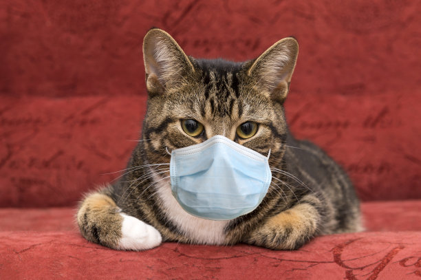 乌龟色的猫躺在红色的沙发上，一只猫戴着口罩，宠物猫戴着医用口罩，防毒图片下载