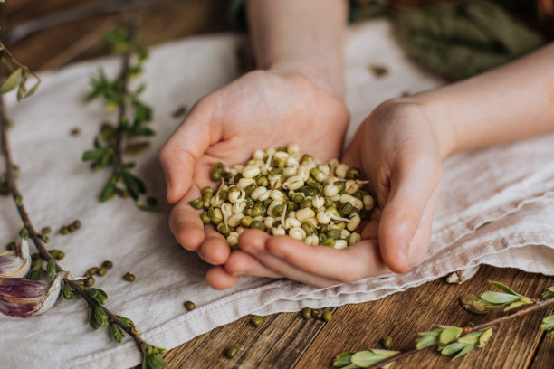 玻璃罐中发芽的亚洲豆图片下载