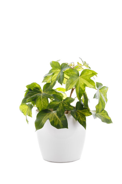 海德拉螺旋或魔鬼的常春藤图片下载