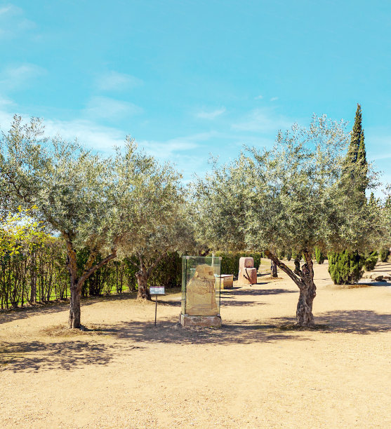 橄榄树图片下载