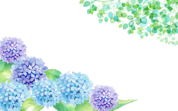 装饰框架的绣球花和新鲜的绿色水彩插图图片下载