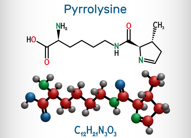 吡咯赖氨酸l-吡咯赖氨酸Pyl C12H21N3O3分子它是氨基酸，用于生物合成蛋白质。结构化学式和分子模型图片下载