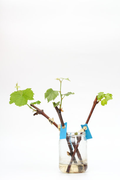 孤立生根的葡萄藤插枝，在白色背景上有绿色的嫩叶。在家里种植葡萄的过程。图片下载