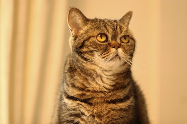 一只可爱的猫抬头看着，一副无辜的表情。图片下载