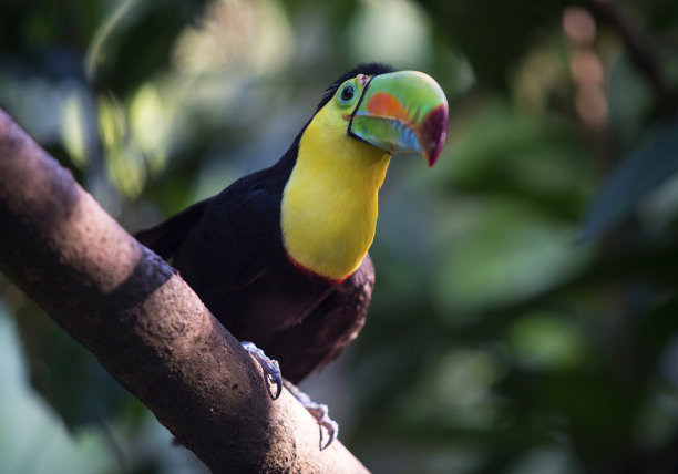 巨嘴鸟哥伦比亚加勒比图片下载