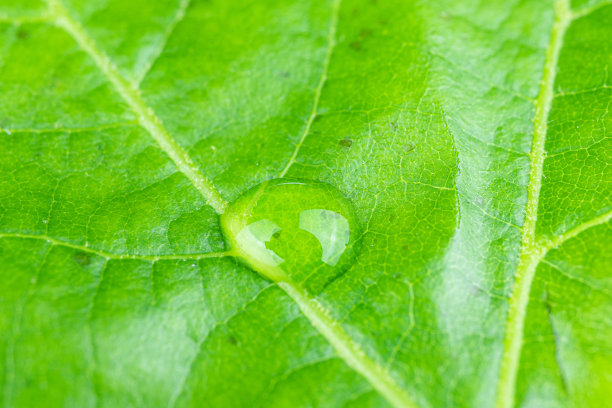 水滴在绿叶上的特写图片下载