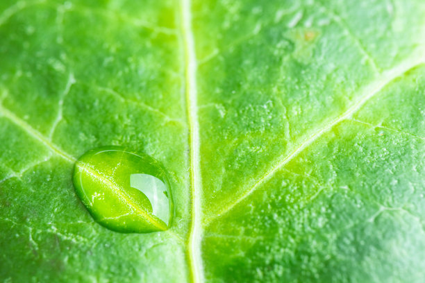水滴在绿叶上的特写图片下载
