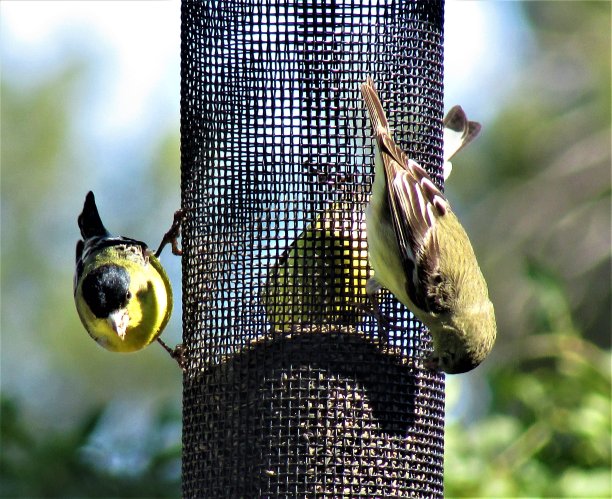 雀和给料机图片下载